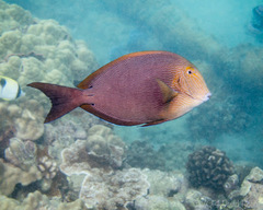 Acanthurus nigroris