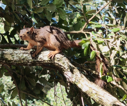 Eastern Fox Squirrel