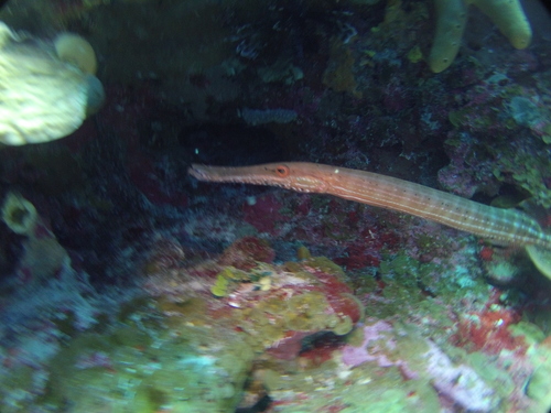 Trumpetfish