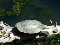 Chrysemys picta bellii