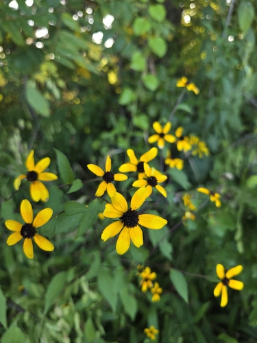 brown-eyed Susan
