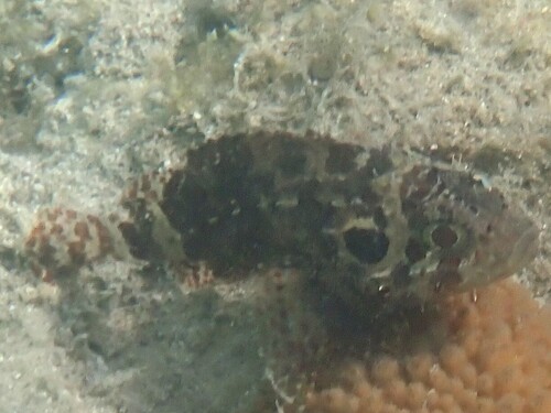 Scorpaenodes guamensis observed 2026-08-13