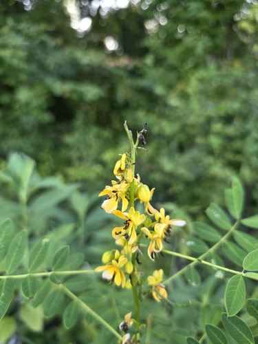 Maryland senna