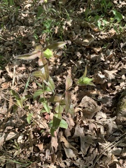 Monarda bradburiana