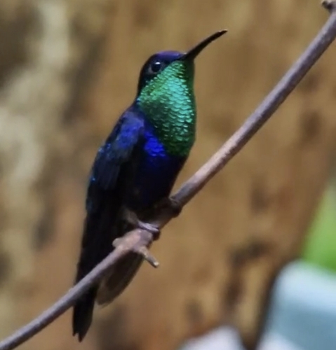 Crowned Woodnymph