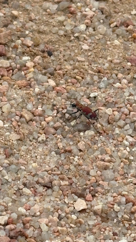 Big Sand Tiger Beetle