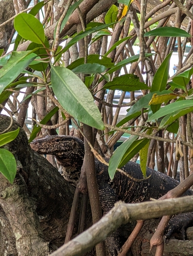 Common Water Monitor