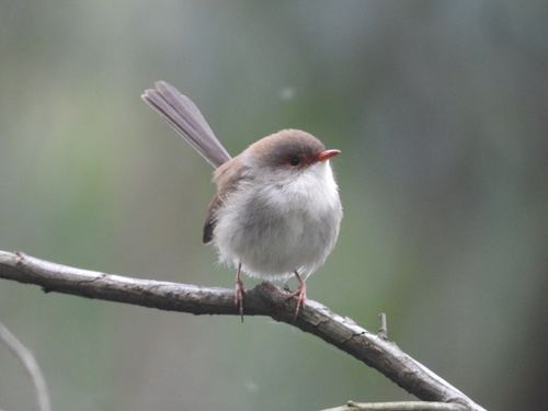 Superb Fairywren