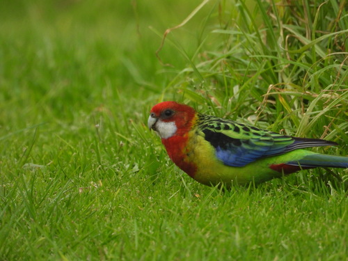 Eastern Rosella