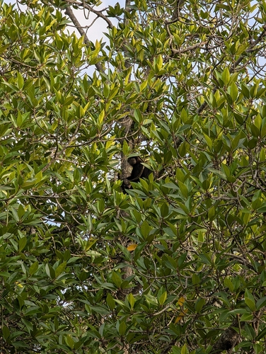 Purple-faced Langur
