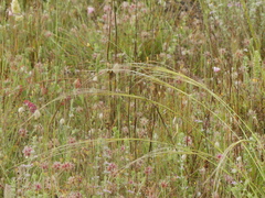 Stipa austroitalica