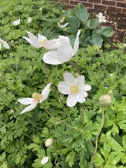 Anemonoides sylvestris