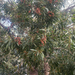 Acacia melanoxylon
