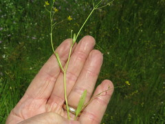 Ranunculus laxicaulis