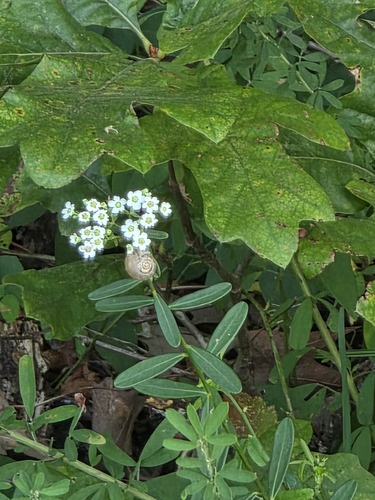 flowering spurge