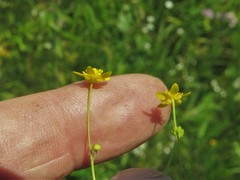 Ranunculus laxicaulis