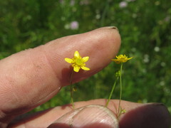 Ranunculus laxicaulis