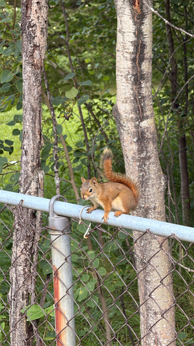 American Red Squirrel