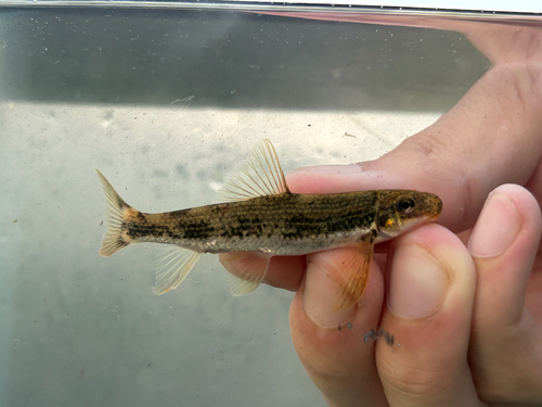 Rustyside sucker (Thoburnia hamiltoni) — Catostomidae