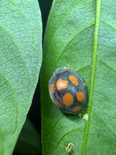 Epilachna mexicana