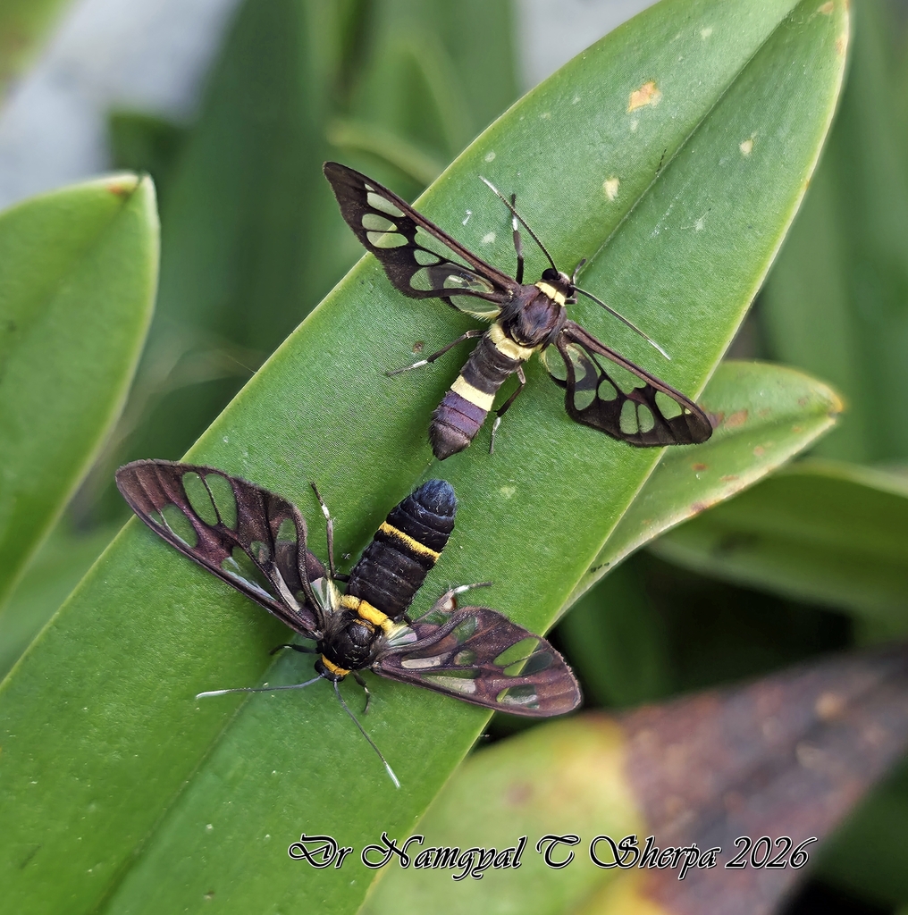 Handmaiden moth