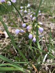 Cardamine pratensis