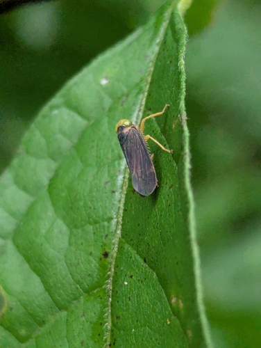 Coppery Leafhopper