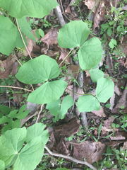Jeffersonia diphylla