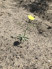 Malacothrix sonchoides