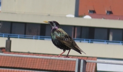 Sturnus vulgaris