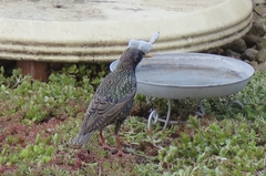 Sturnus vulgaris
