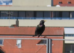 Sturnus vulgaris