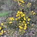 Acacia paradoxa
