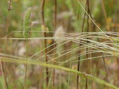 Stipa austroitalica