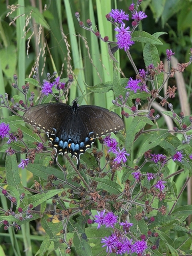 Eastern Tiger Swallowtail