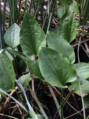 Echinodorus grandiflorus