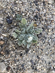 Glyptopleura marginata