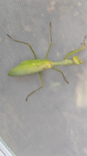 Formosan Giant Mantis