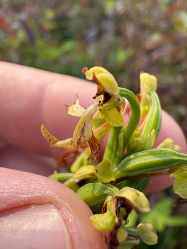 Platanthera lacera observed 2026-08-13