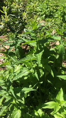 Senecio triangularis