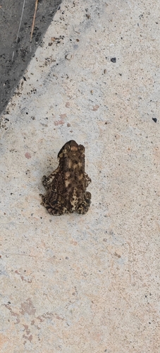 Asian Common Toad