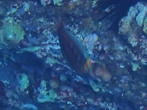 Thalassoma quinquevittatum, 2026-08-03
