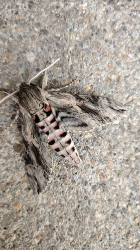 Convolvulus Hawkmoth