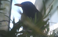 Turdus merula