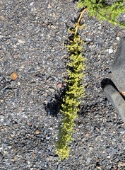 Dysphania botrys, photograph (c) Brodie Cass Talbott, some rights reserved (CC BY)