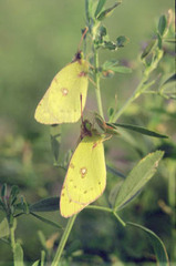 Colias erate
