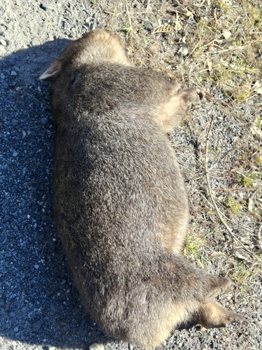Mainland Wombat