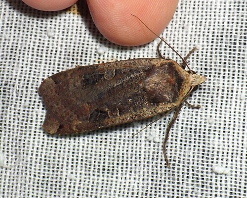 Large Yellow Underwing