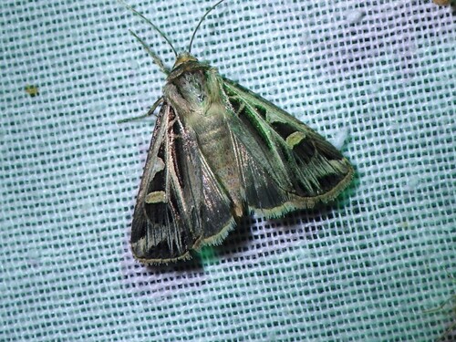 Dingy Cutworm Moth