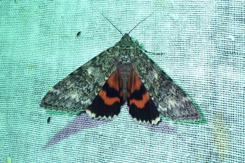 Once-married Underwing